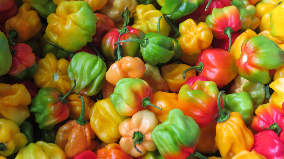 El Ají Margariteño: El Aroma y Corazón de Nuestra Identidad Insular